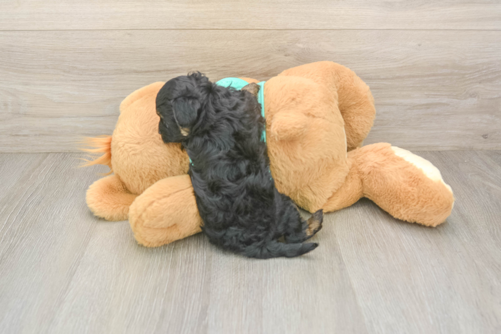 Hypoallergenic Yorkie Doodle Poodle Mix Puppy
