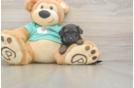 Little Yorkie Poodle Mix Poodle Mix Puppy