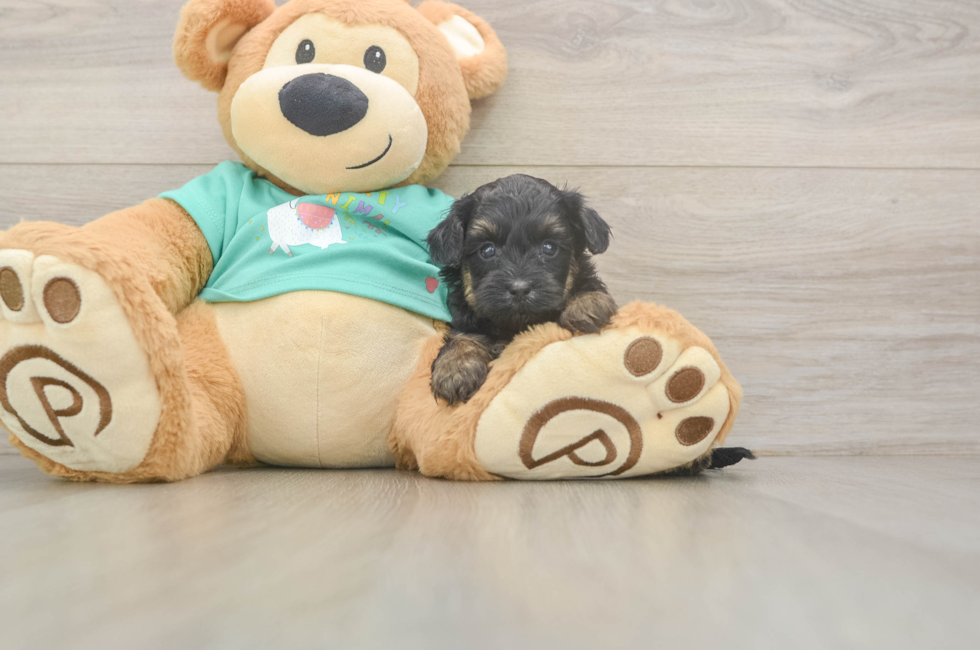 5 week old Yorkie Poo Puppy For Sale - Seaside Pups