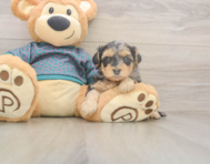 7 week old Yorkie Poo Puppy For Sale - Seaside Pups