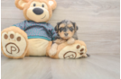 Friendly Yorkie Poo Baby
