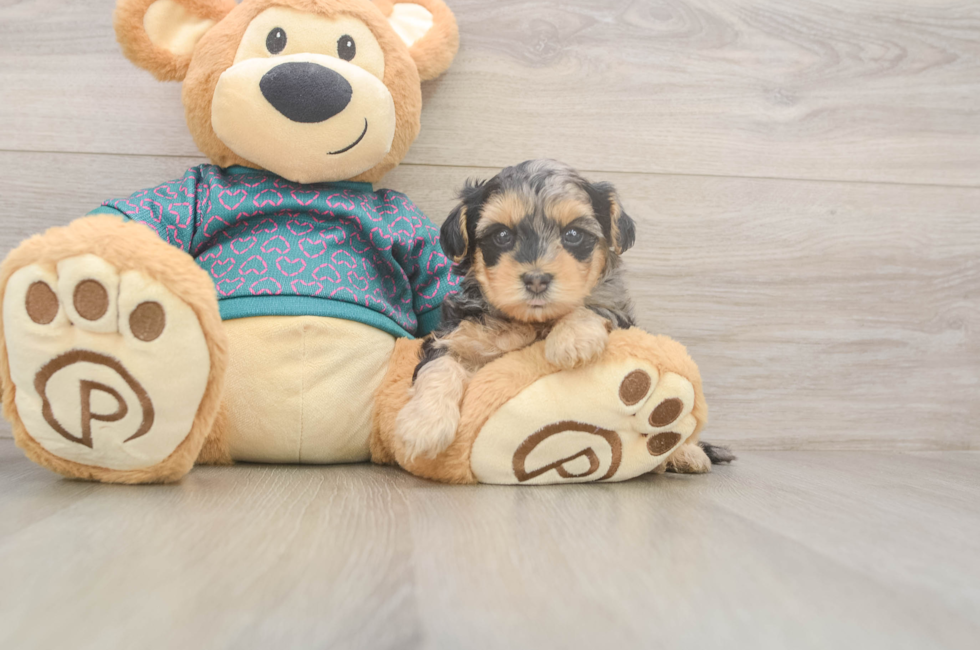 5 week old Yorkie Poo Puppy For Sale - Seaside Pups