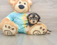 8 week old Yorkie Poo Puppy For Sale - Seaside Pups
