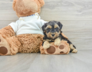 8 week old Yorkie Poo Puppy For Sale - Seaside Pups