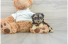 Petite Yorkie Poo Poodle Mix Pup