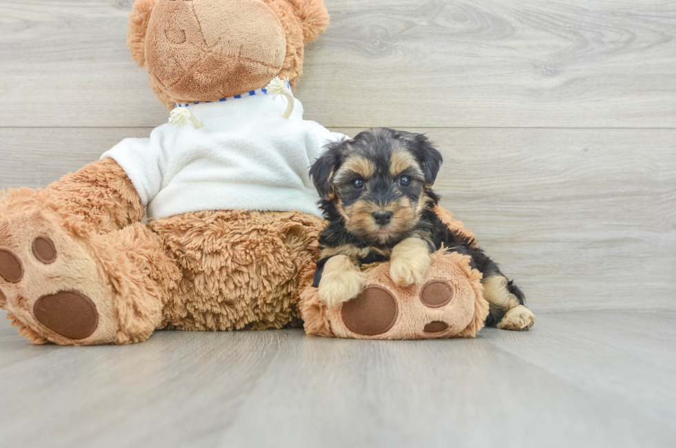 7 week old Yorkie Poo Puppy For Sale - Seaside Pups