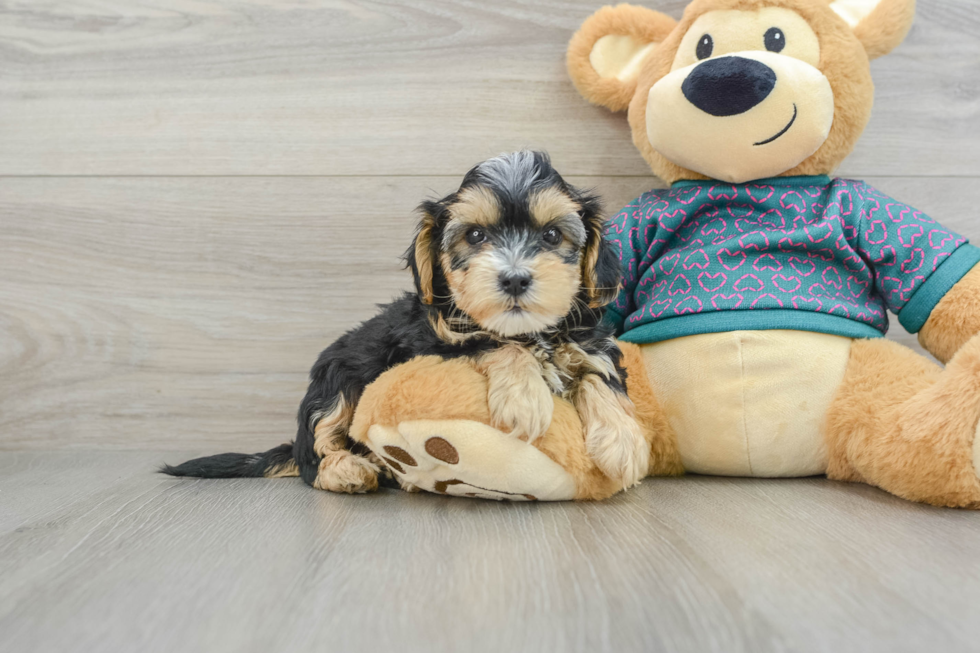 Happy Yorkie Poo Baby