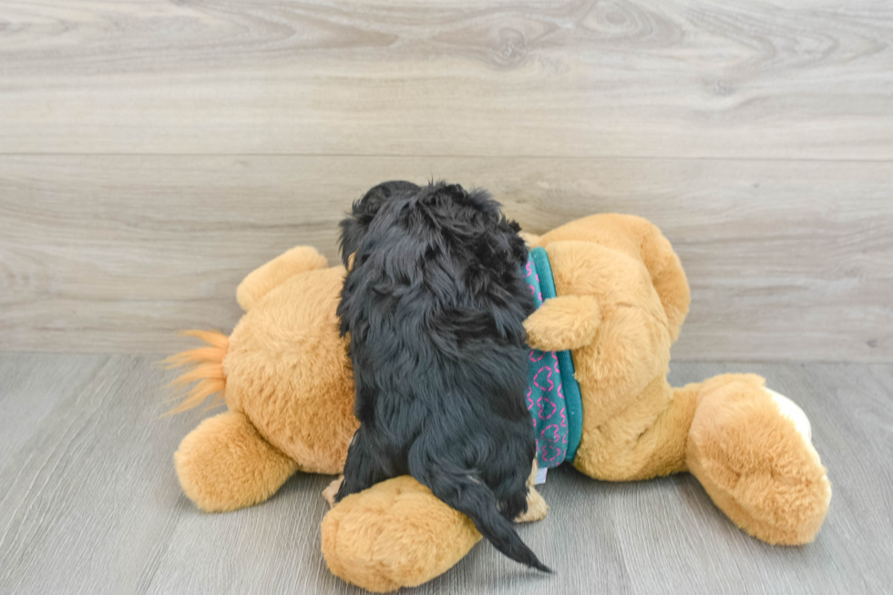 Energetic Yorkipoo Poodle Mix Puppy