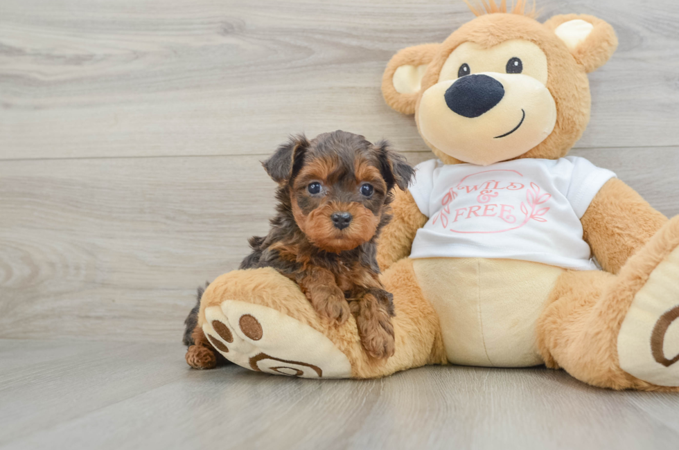 6 week old Yorkie Poo Puppy For Sale - Seaside Pups