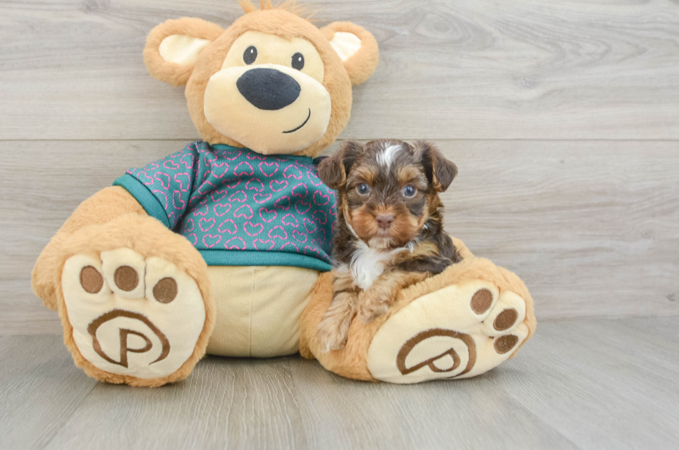 5 week old Yorkie Poo Puppy For Sale - Seaside Pups