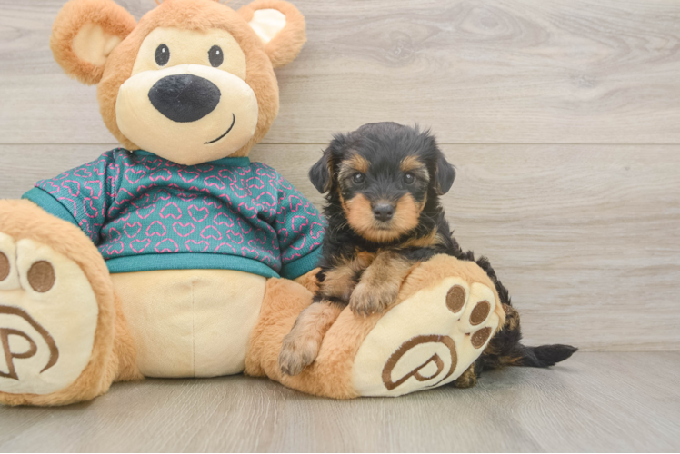 Best Yorkie Poo Baby