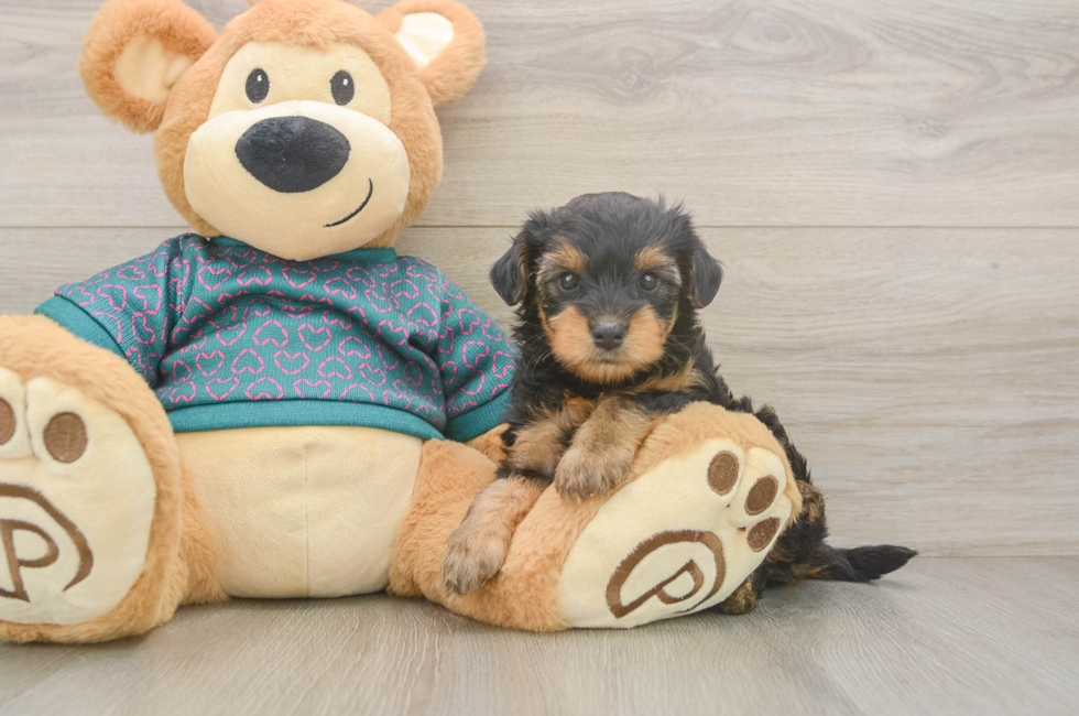 5 week old Yorkie Poo Puppy For Sale - Seaside Pups