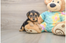 Best Yorkie Poo Baby
