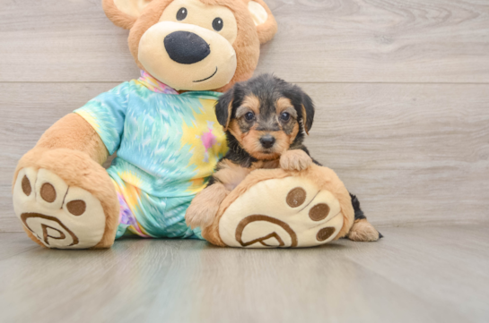 Best Yorkie Poo Baby