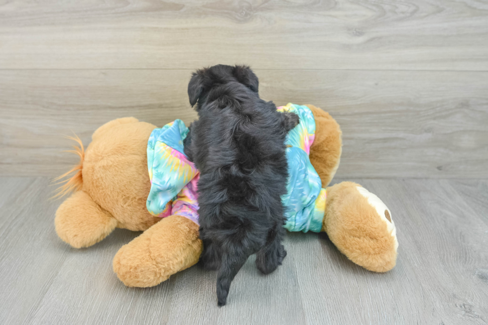 Hypoallergenic Yorkie Doodle Poodle Mix Puppy