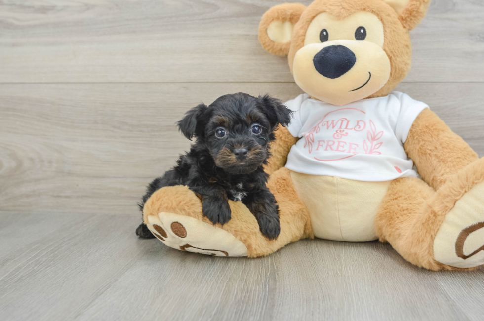 6 week old Yorkie Poo Puppy For Sale - Seaside Pups