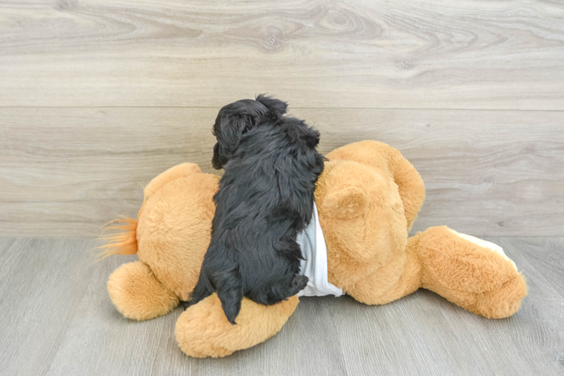 Meet Damon - our Yorkie Poo Puppy Photo 2/3 - Seaside Pups