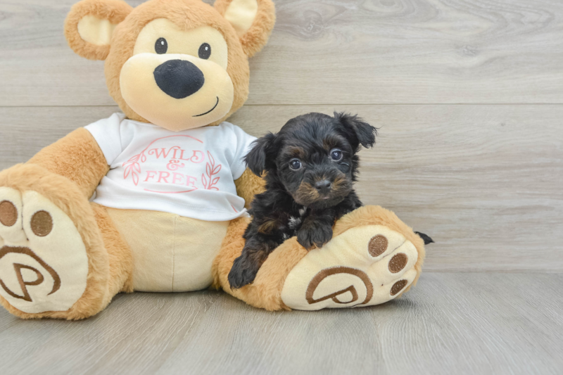 Meet Damon - our Yorkie Poo Puppy Photo 3/3 - Seaside Pups