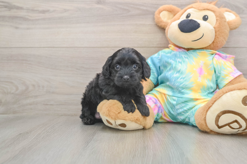 Small Yorkie Poo Baby