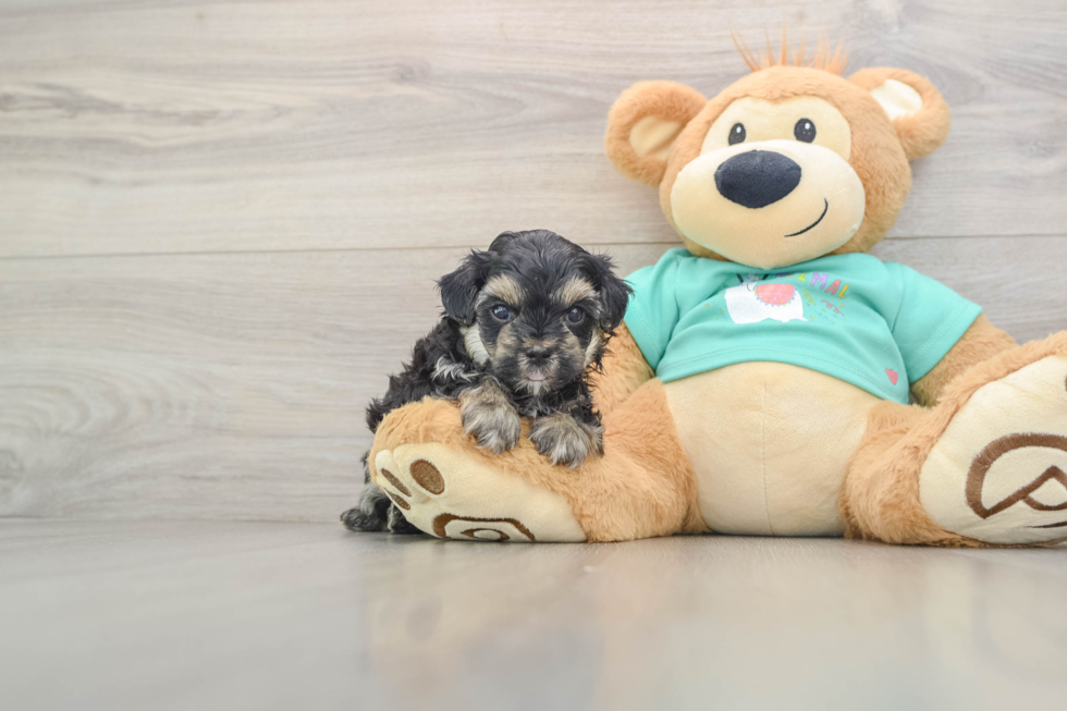 Playful Yo Yo Poo Poodle Mix Puppy