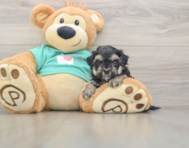 7 week old Yorkie Poo Puppy For Sale - Seaside Pups