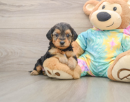 8 week old Yorkie Poo Puppy For Sale - Seaside Pups
