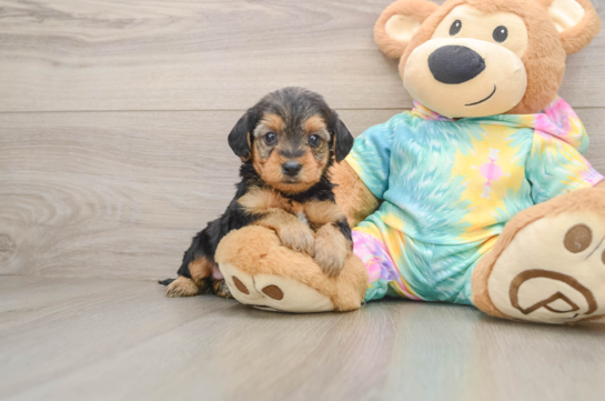 Small Yorkie Poo Baby