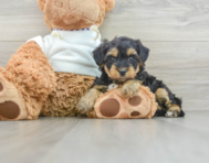 8 week old Yorkie Poo Puppy For Sale - Seaside Pups