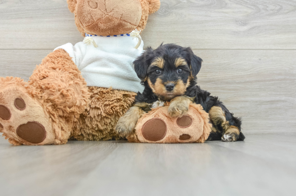 7 week old Yorkie Poo Puppy For Sale - Seaside Pups