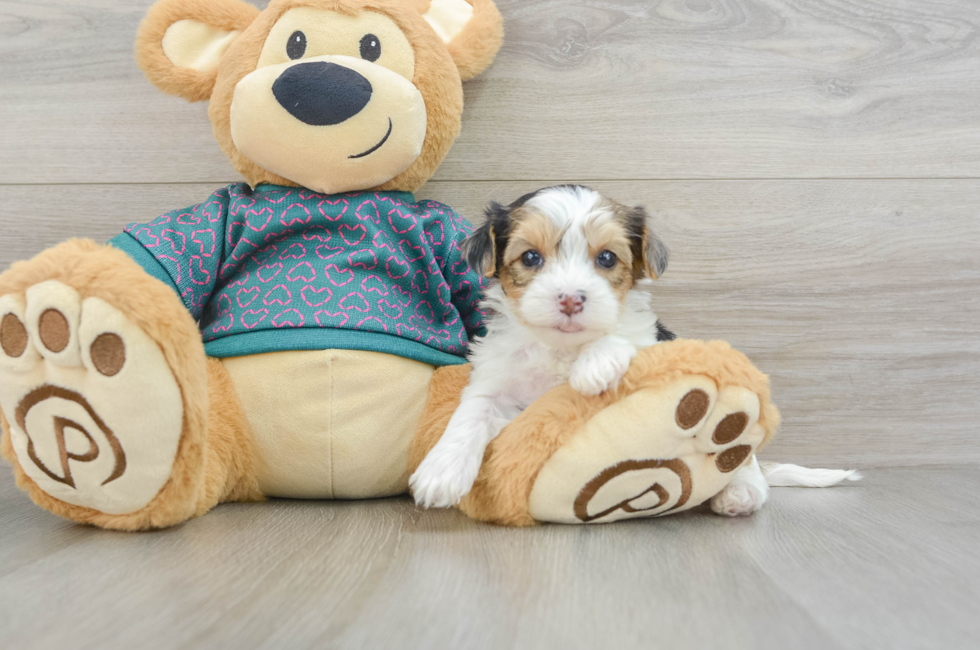 7 week old Yorkie Poo Puppy For Sale - Seaside Pups