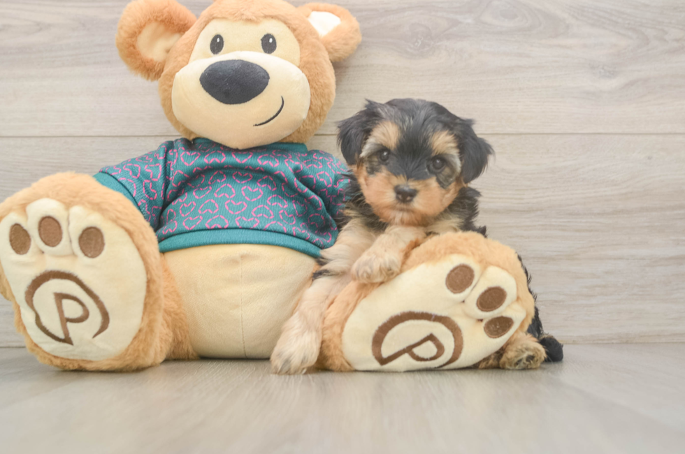 5 week old Yorkie Poo Puppy For Sale - Seaside Pups