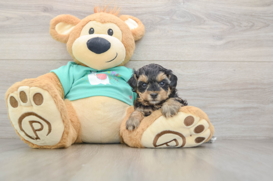 Petite Yorkie Poo Poodle Mix Pup