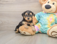 8 week old Yorkie Poo Puppy For Sale - Seaside Pups