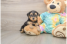 Popular Yorkie Poo Poodle Mix Pup