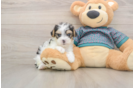Friendly Yorkie Poo Baby