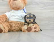 8 week old Yorkie Poo Puppy For Sale - Seaside Pups