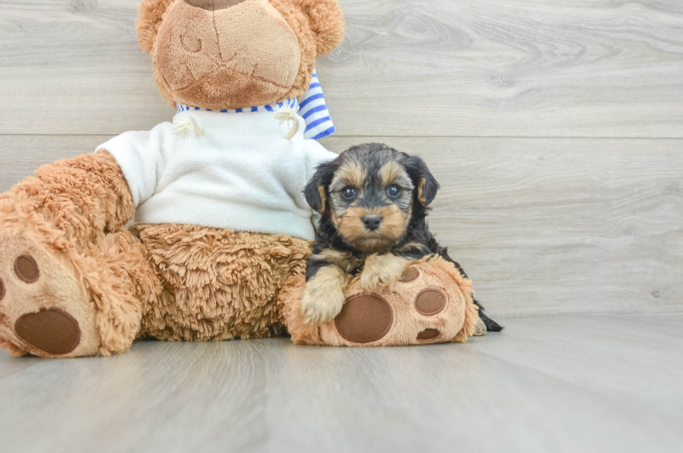 7 week old Yorkie Poo Puppy For Sale - Seaside Pups