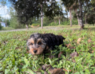 9 week old Yorkie Poo Puppy For Sale - Seaside Pups