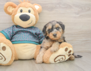 7 week old Yorkie Poo Puppy For Sale - Seaside Pups