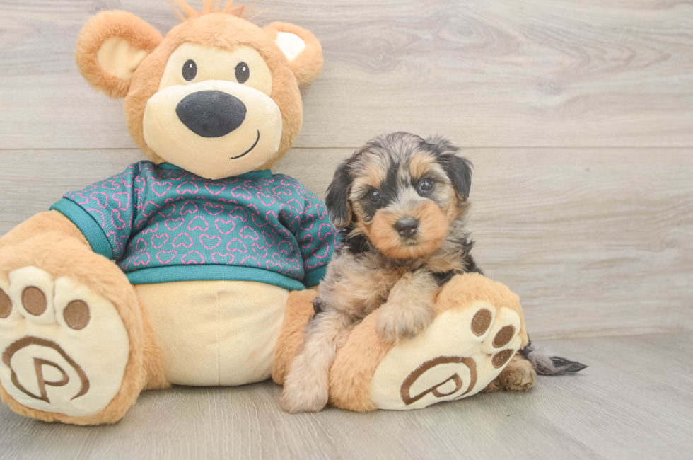 5 week old Yorkie Poo Puppy For Sale - Seaside Pups