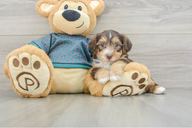 Hypoallergenic Yorkie Doodle Poodle Mix Puppy