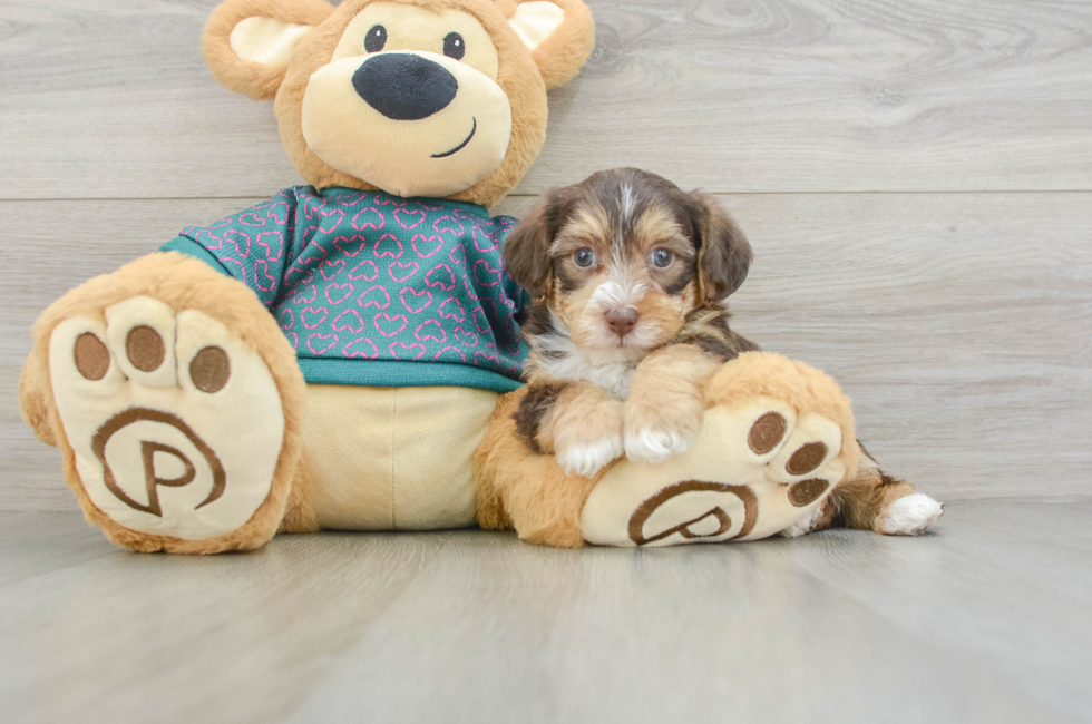 5 week old Yorkie Poo Puppy For Sale - Seaside Pups