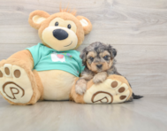 7 week old Yorkie Poo Puppy For Sale - Seaside Pups