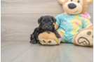 Yorkie Poo Puppy for Adoption