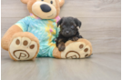 Sweet Yorkie Poo Baby