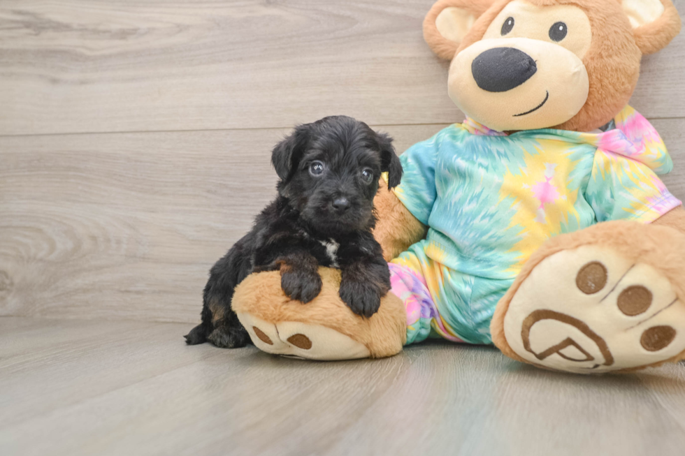 Friendly Yorkie Poo Baby