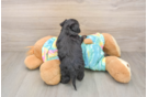 Happy Yorkie Poo Baby