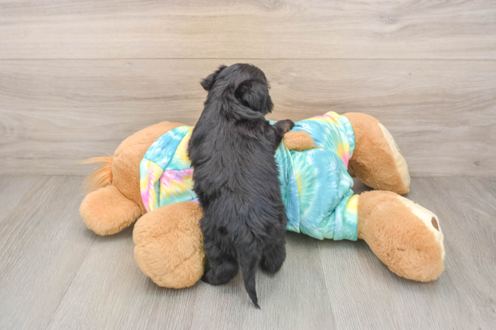 Happy Yorkie Poo Baby