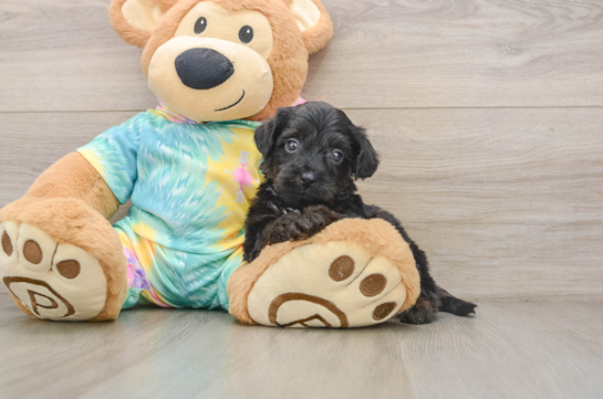 Small Yorkie Poo Baby