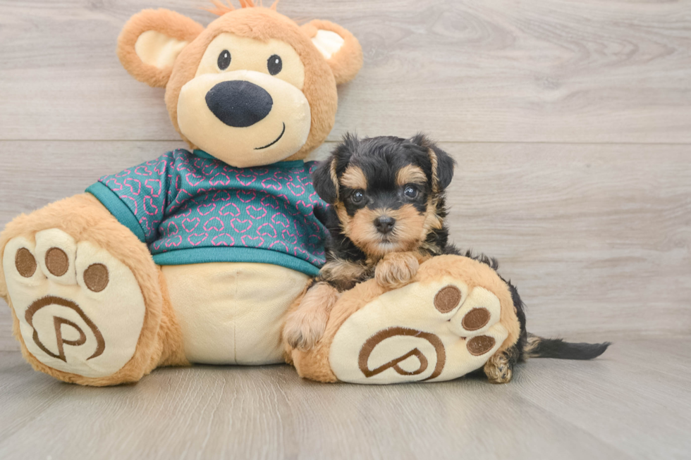 Friendly Yorkie Poo Baby